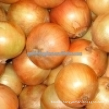 Yellow Onion/5-7cm chinese fresh onion/small red onion